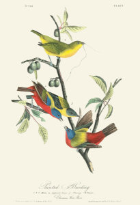 After John James Audubon - Painted Bunting