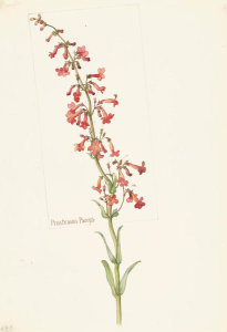 Margaret Neilson Armstrong - Penstemon Parryi, 1909-14