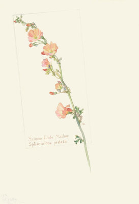 Margaret Neilson Armstrong - Salmon Globe Mallow, Sphaeralcea pedata